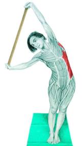 dorsal-ancho-lateral