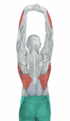 dorsal_ancho_bilateral_con_flexores_antebrazo