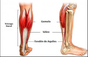 triceps-sural-300x195
